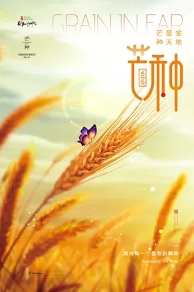 芒种耕设二十四节气稻穗