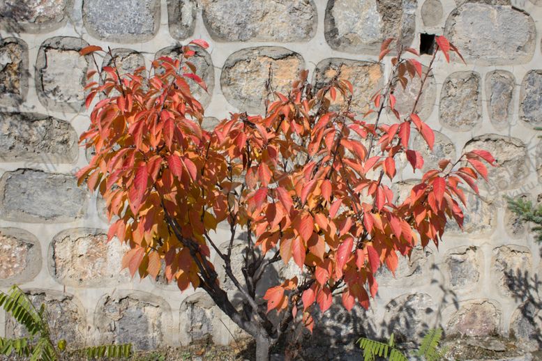 编号：89302109190137261990【酷图网】源文件下载-东京樱花