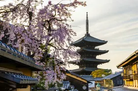 樱花