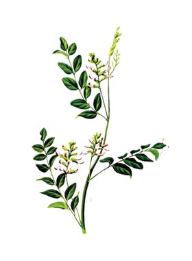 草本植物药材