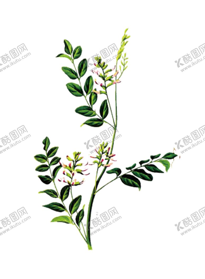 编号：53163905070946429042【酷图网】源文件下载-草本植物药材