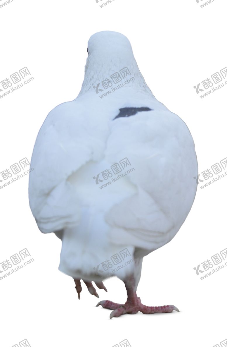 编号：49668001281745235328【酷图网】源文件下载-鸽子