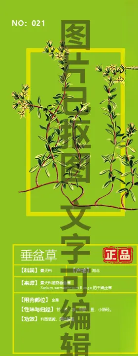 垂盆草