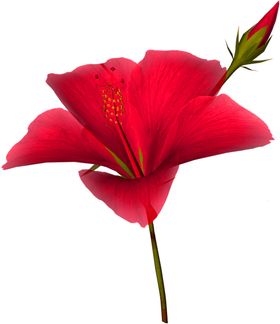 鲜花装饰
