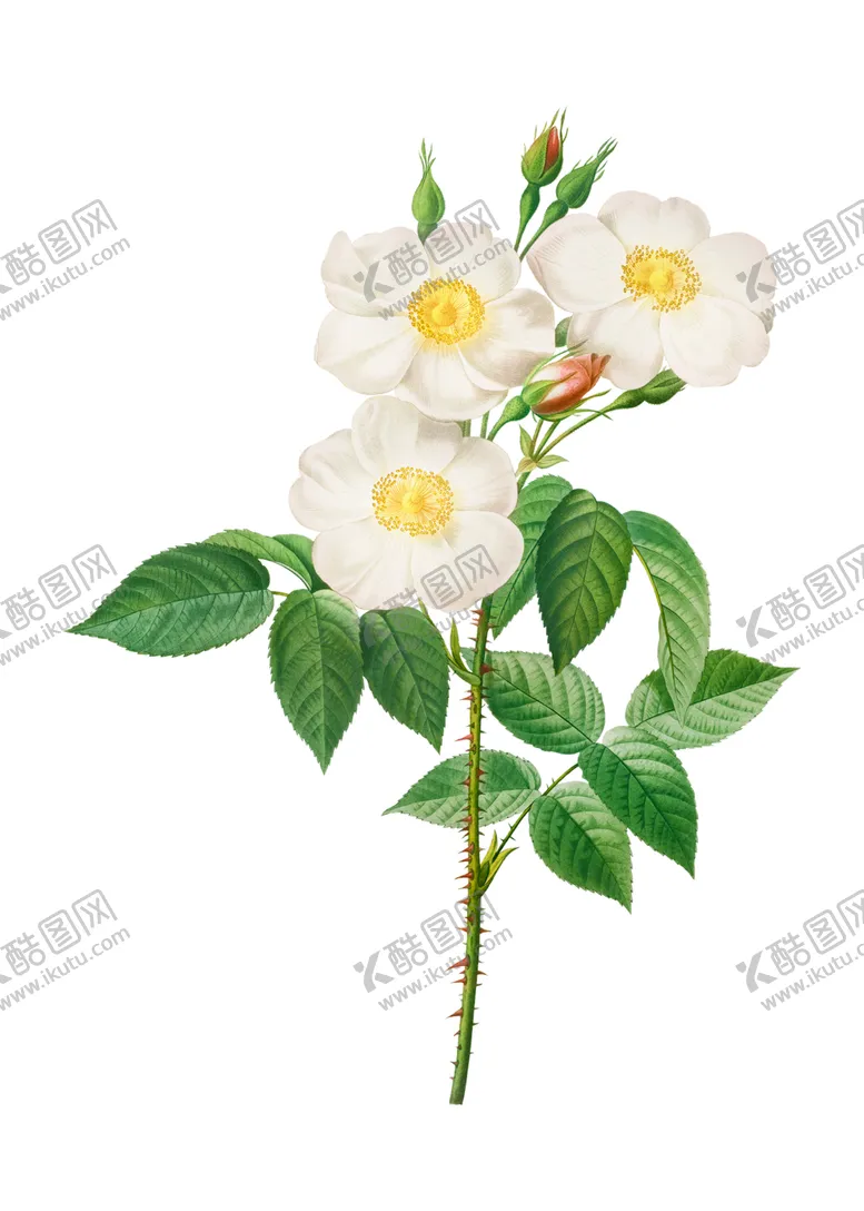 编号：71943912150743135597【酷图网】源文件下载-白色蔷薇