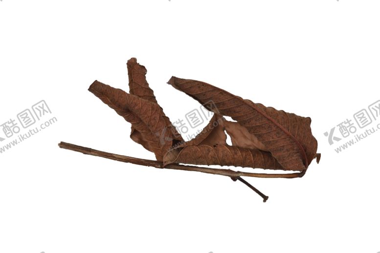 编号：72573510141801085955【酷图网】源文件下载-树叶