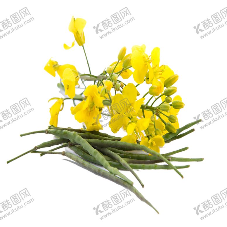 编号：77322406190716573383【酷图网】源文件下载-手绘植物花卉