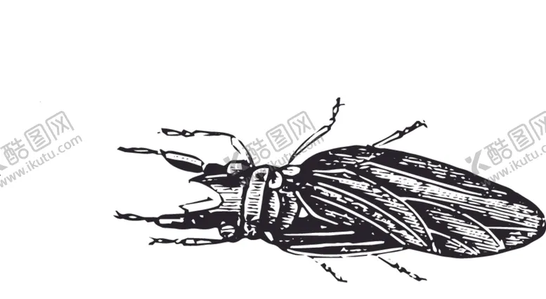 编号：96640109100040407381【酷图网】源文件下载-自然昆虫标本插画