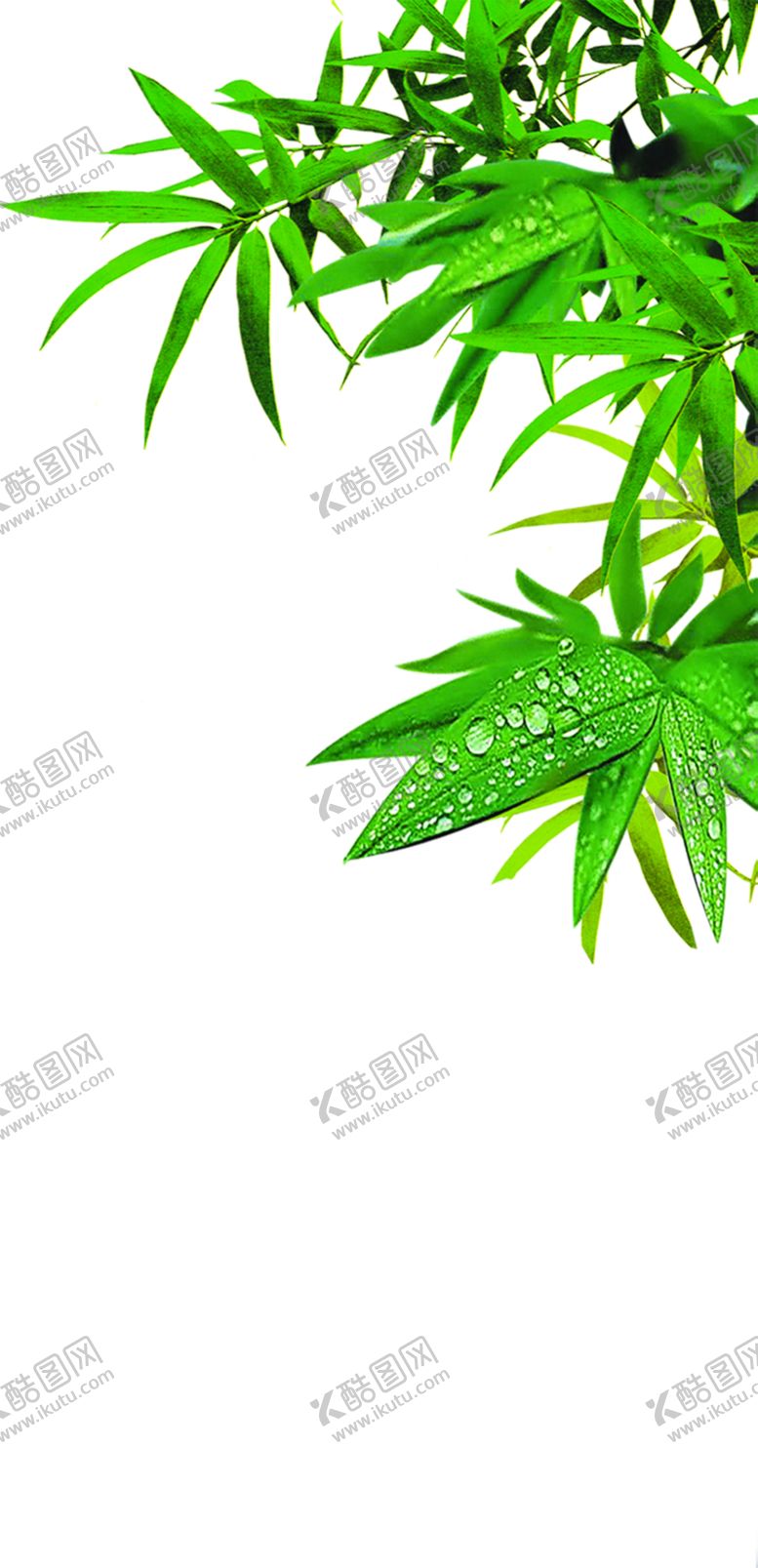 编号：59443109131741244089【酷图网】源文件下载-竹子竹叶