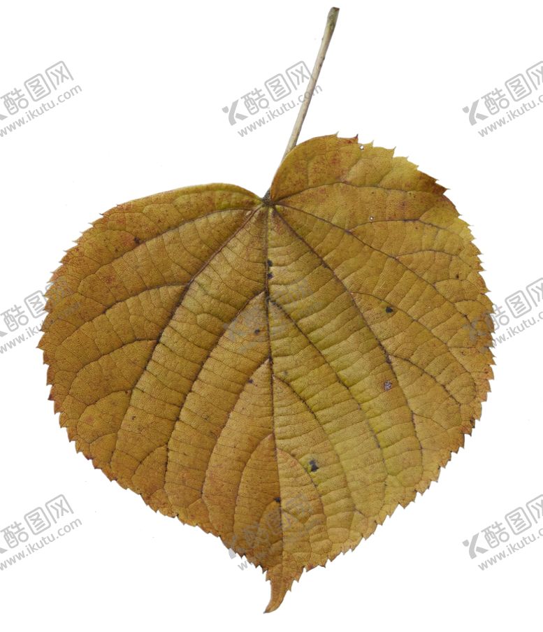 编号：75118210141423096234【酷图网】源文件下载-树叶