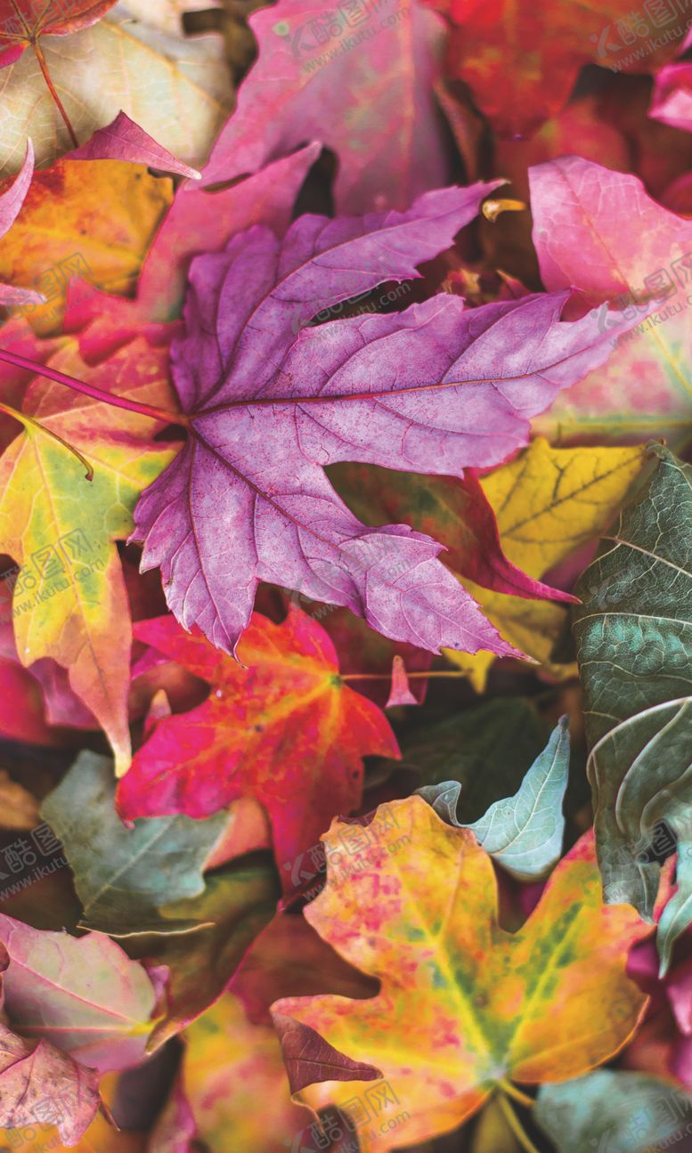 编号：10271009170731034864【酷图网】源文件下载-枫叶