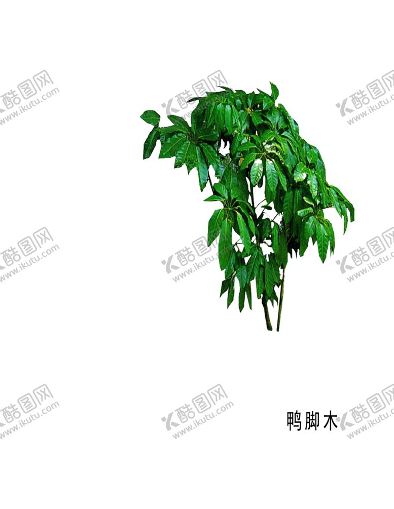 编号：17388809182243419367【酷图网】源文件下载-绿色相框