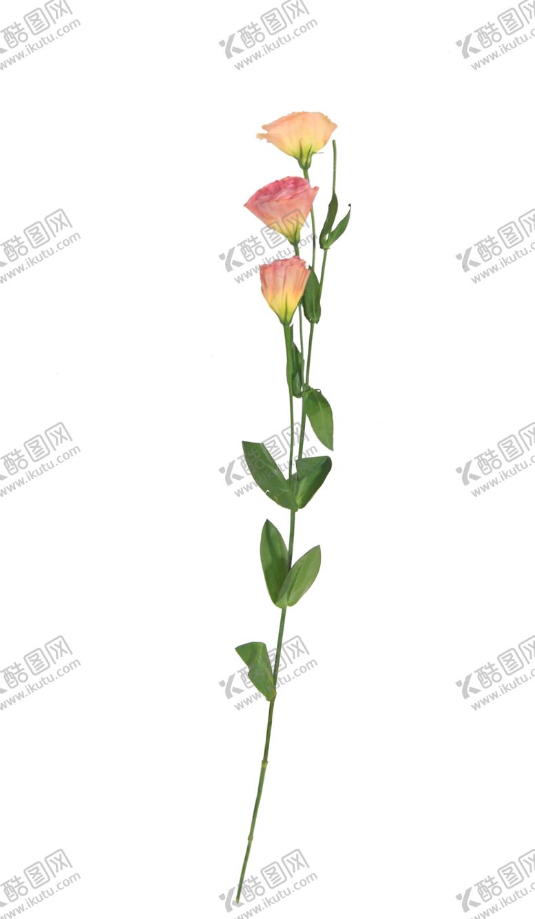 编号：82164209270628037164【酷图网】源文件下载-单只花退底鲜花花枝花朵