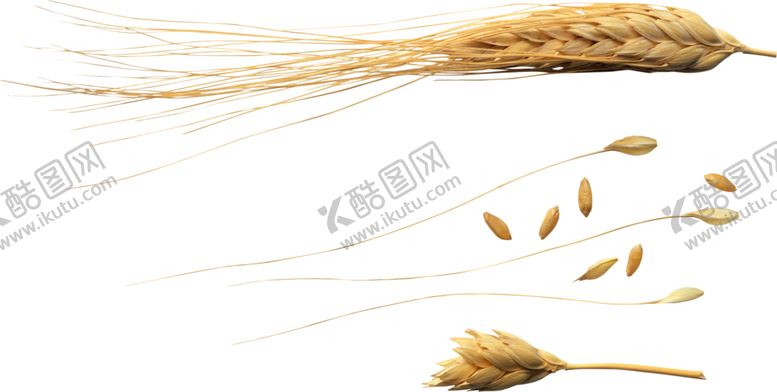 编号：65963009230942132132【酷图网】源文件下载-小麦