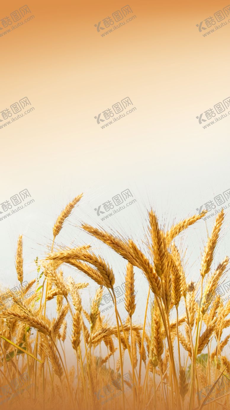 编号：96795701301504395520【酷图网】源文件下载-秋天背景