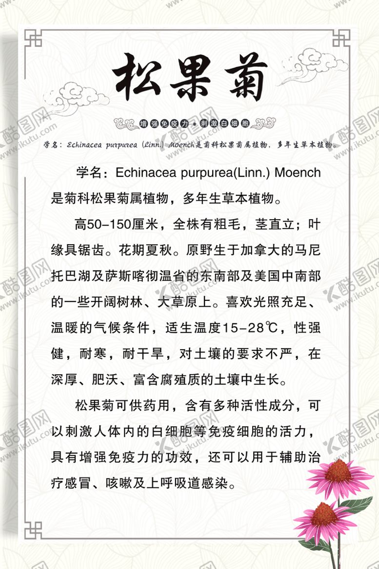 编号：75314911211757313789【酷图网】源文件下载-松果菊 草药    药材