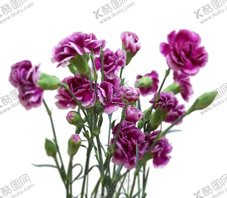 编号：37609304090905005929【酷图网】源文件下载-紫色鲜花