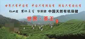 安化黑茶