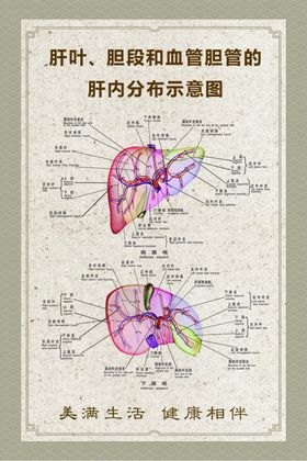 肝叶胆段和血管胆管示意图