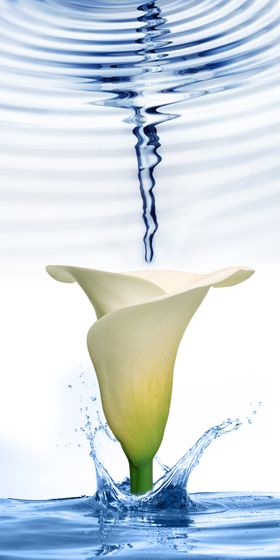 郁金香玄关画