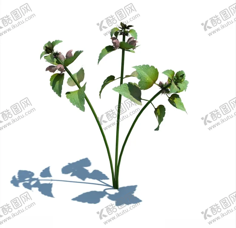 编号：95812603190455026592【酷图网】源文件下载-野芝麻