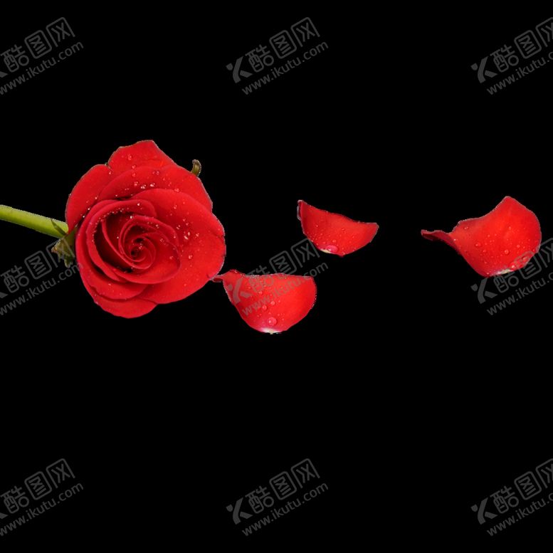 编号：96435210192240072098【酷图网】源文件下载-玫瑰花