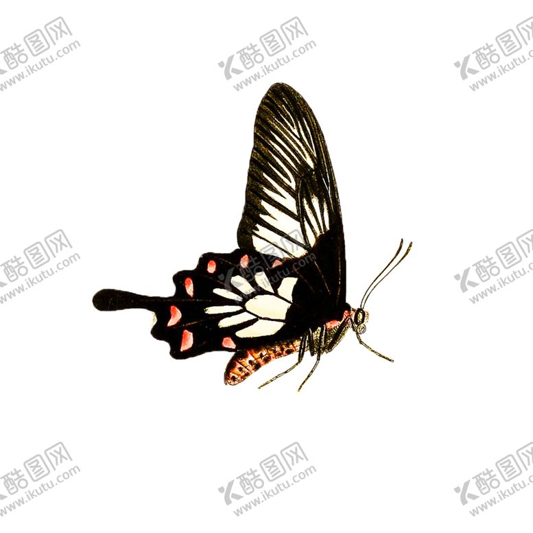 编号：85674304300501168765【酷图网】源文件下载-蝴蝶透明PNG免扣