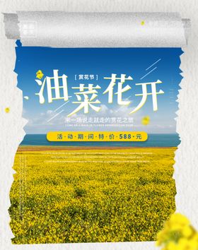 油菜花