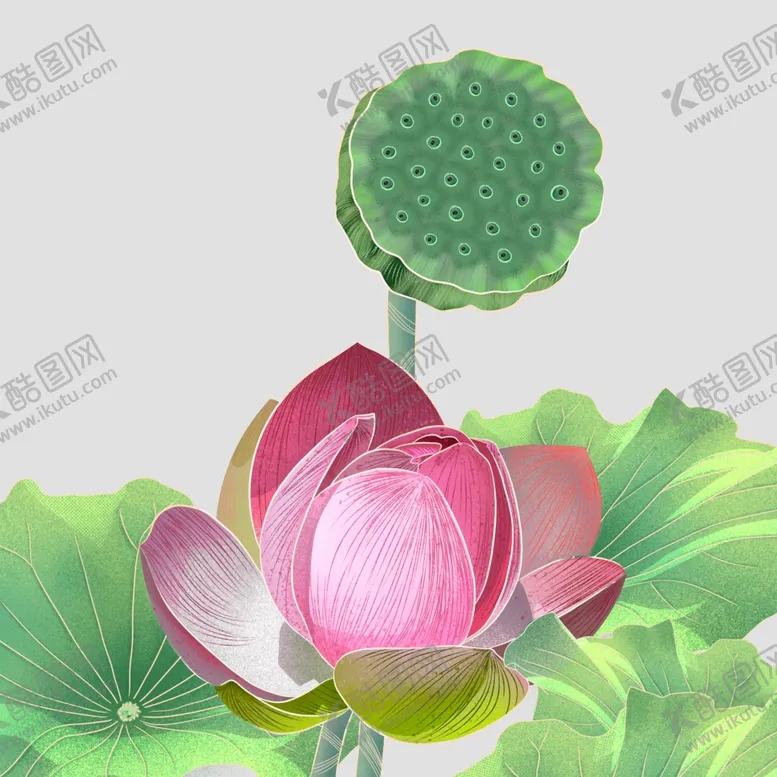 编号：11959401260012314444【酷图网】源文件下载-莲花
