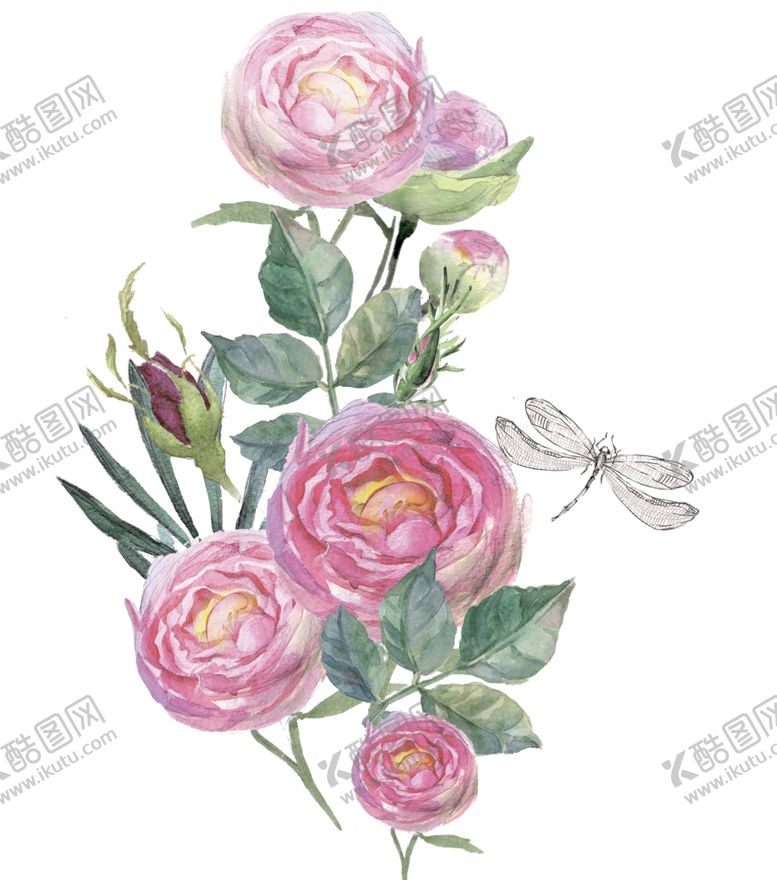 编号：93575710191418204844【酷图网】源文件下载-玫瑰花