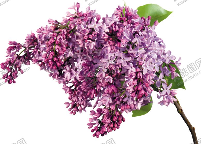 编号：38038105112019103748【酷图网】源文件下载-丁香花