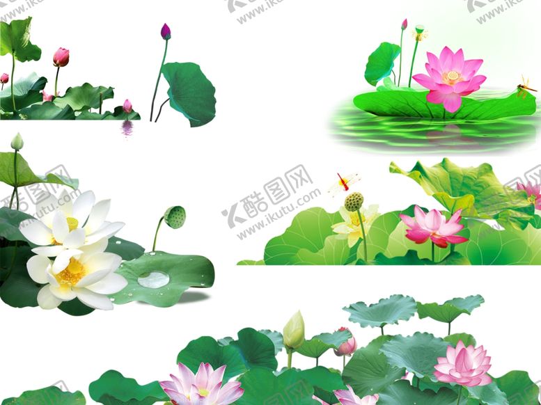 编号：99739002201257484971【酷图网】源文件下载-荷花