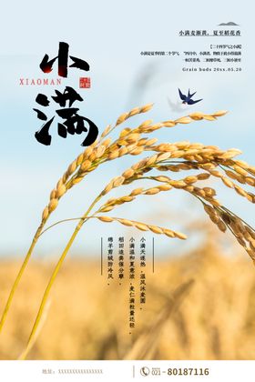 小满节气海报稻田刷屏图春天素材