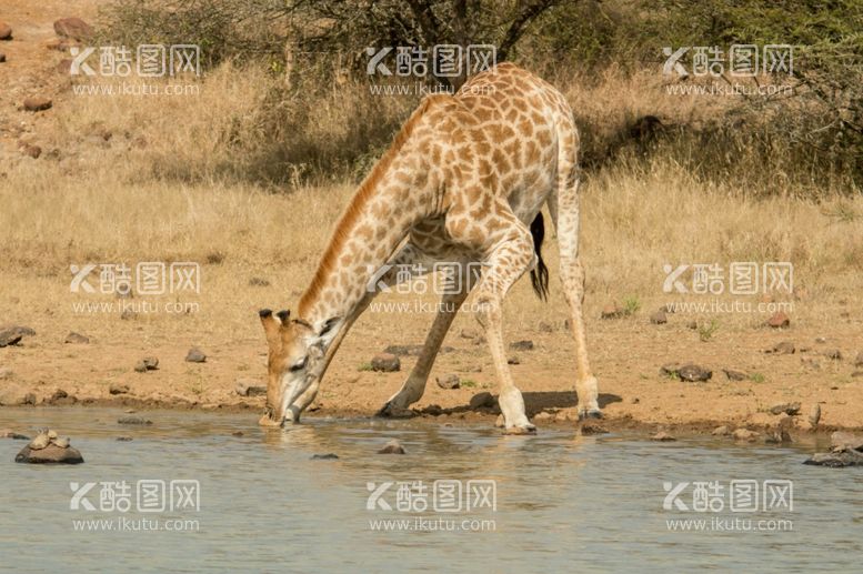 编号：83498912191837138686【酷图网】源文件下载-长颈鹿