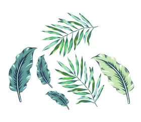 叶子矢量热带植物树