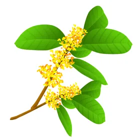手绘桂花png免抠素材插画食品广告设计PNG