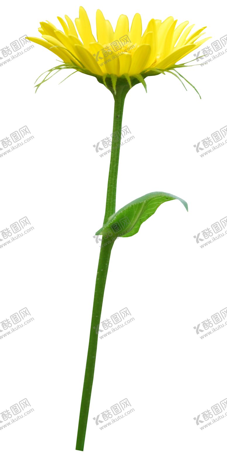 编号：53946810011456059087【酷图网】源文件下载-花边