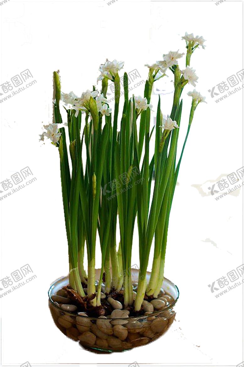 编号：45615207130341229174【酷图网】源文件下载-绿色植物