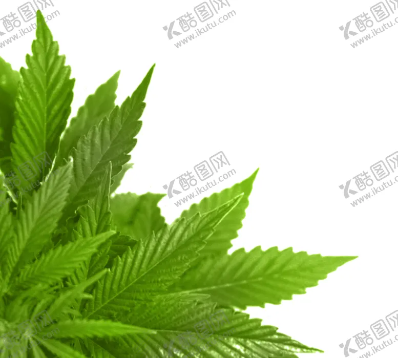 编号：85563406301346594724【酷图网】源文件下载-树叶