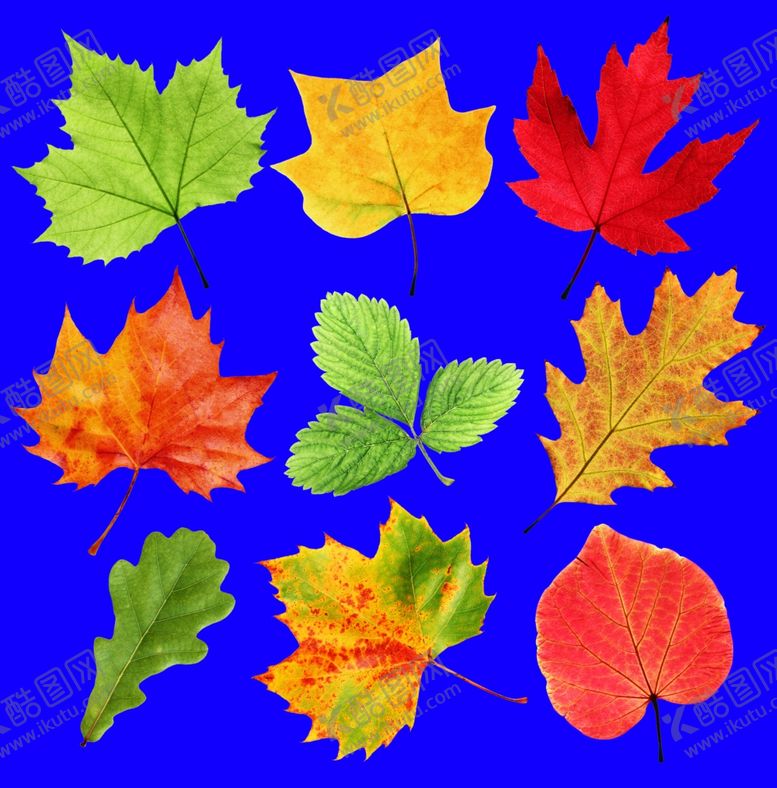 编号：71435909190151545561【酷图网】源文件下载-9种树叶高清图