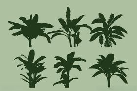 芭蕉树矢量图