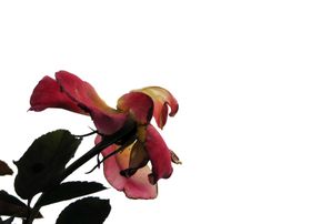 免抠背景干花枯花