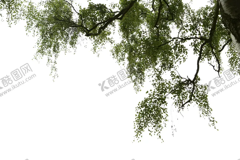 编号：16352909241255433472【酷图网】源文件下载-树