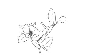 茶花