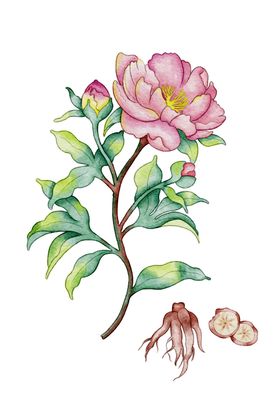 手绘赤芍中草药及根茎图