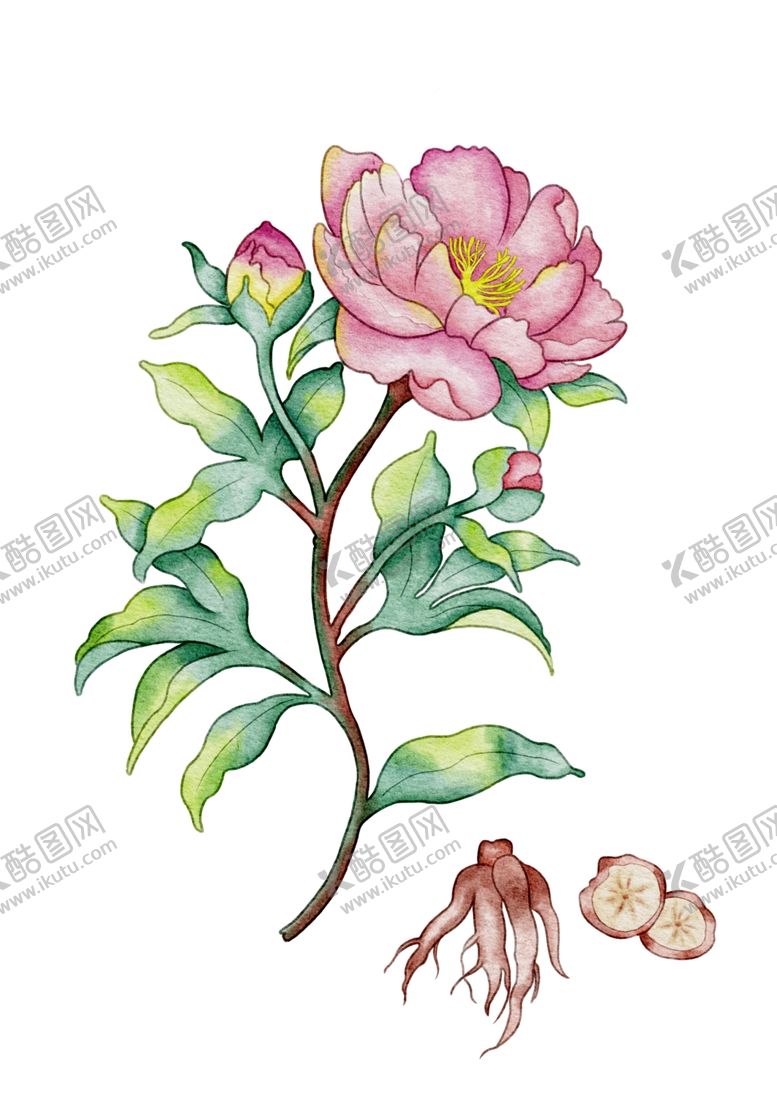 编号：62342304030317166083【酷图网】源文件下载-手绘赤芍中草药及根茎图