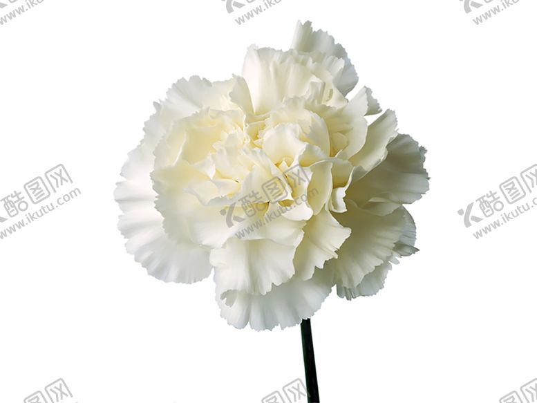 编号：69542510060942518229【酷图网】源文件下载-绿色植物