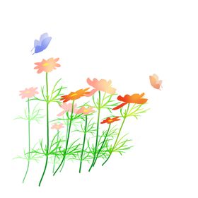格桑花插画