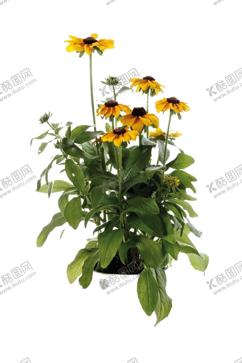 编号：42571709271407229394【酷图网】源文件下载-菊花装饰