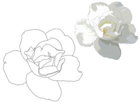 花卉素描